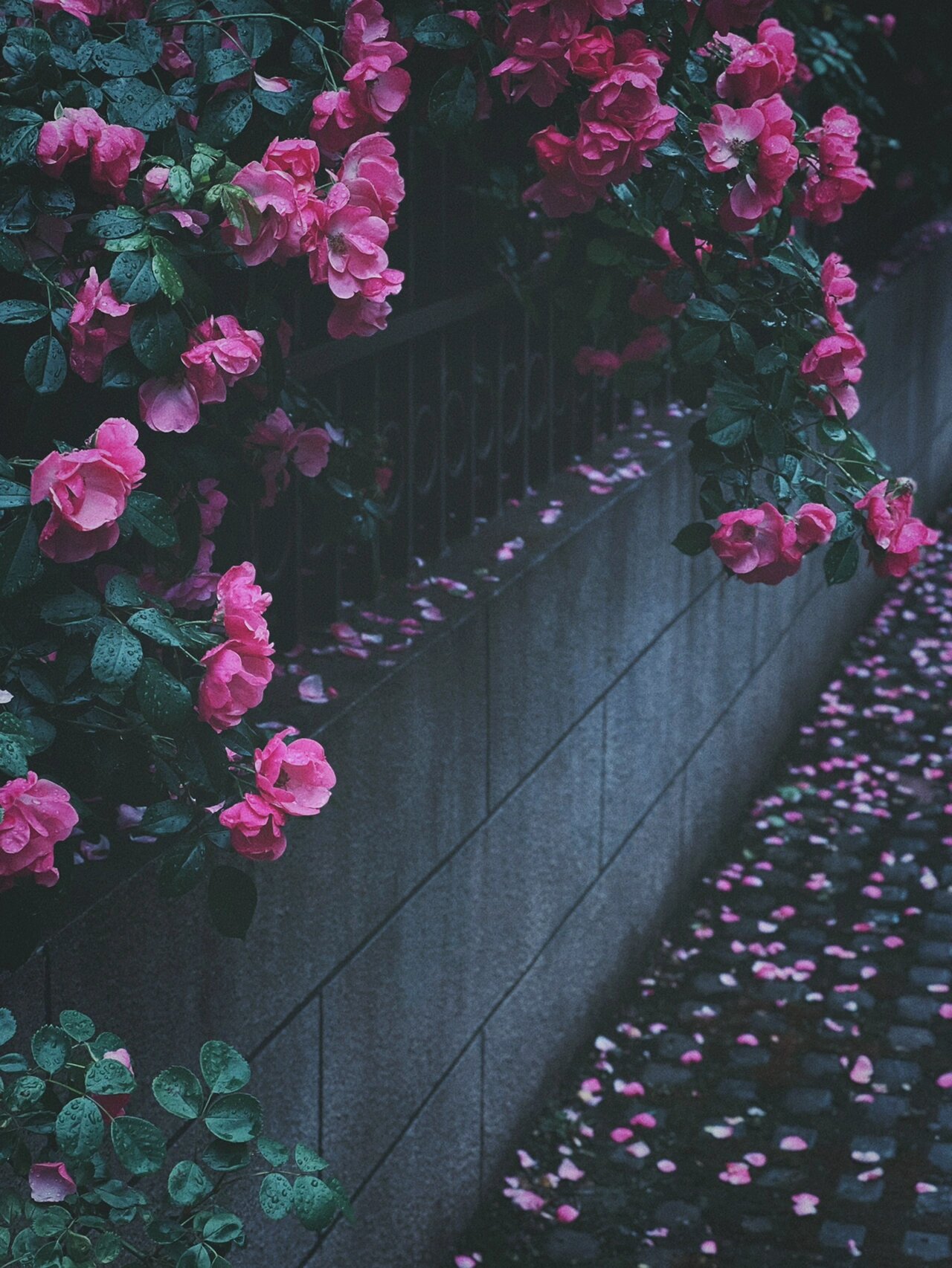 雨天的蔷薇花墙太美了