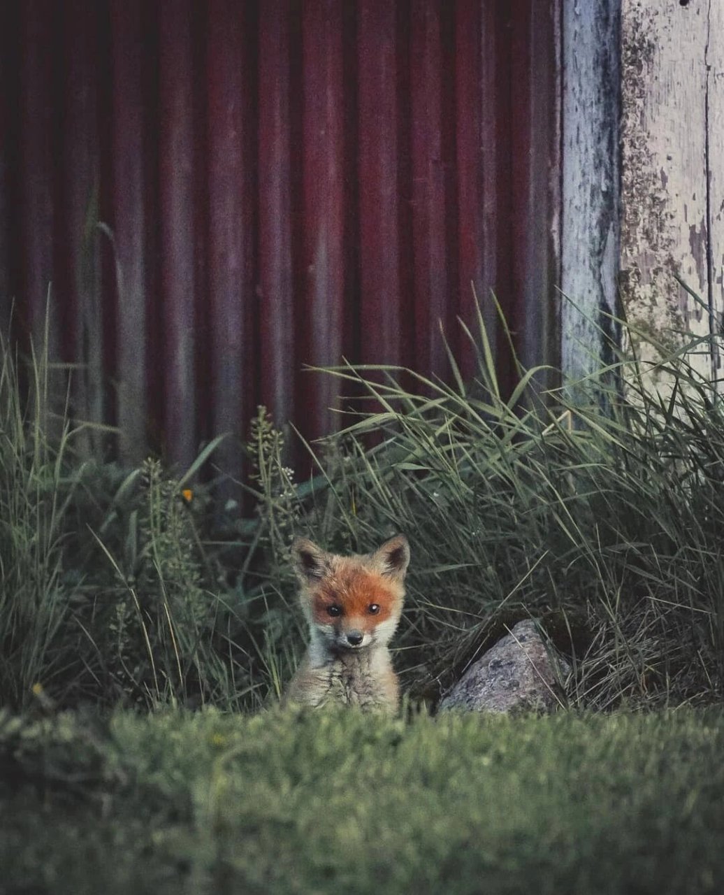 超萌超可爱的小松鼠和小狐狸,你心动了吗?