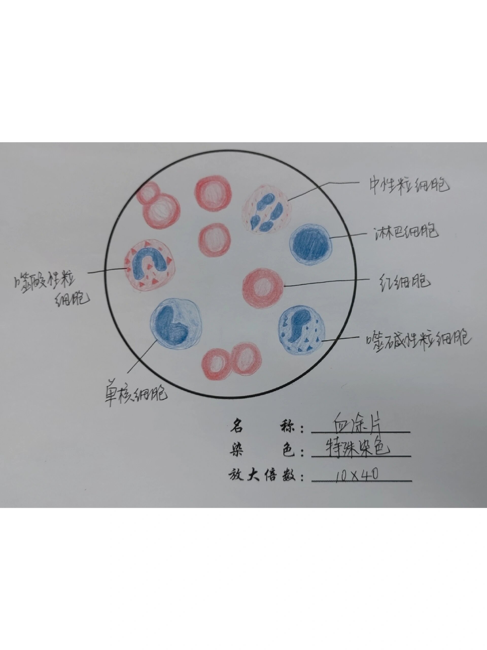 血涂片染色步骤图片