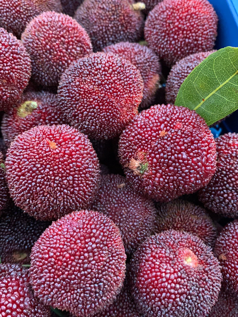 东魁杨梅王 东魁杨梅王,口感超好!福建厦门,漳州的朋友约起呀97