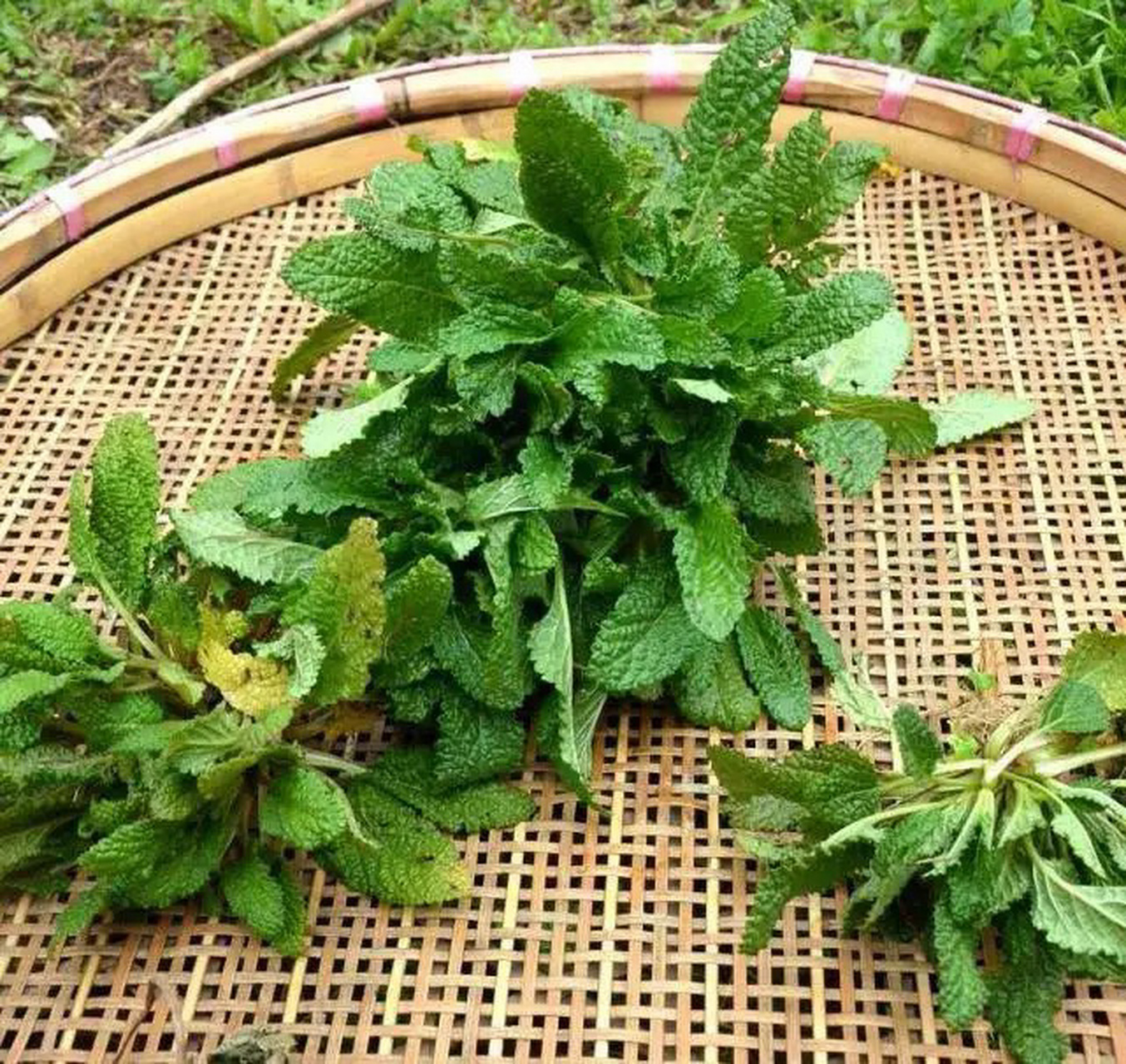 蛤蟆草茶 蛤蟆草功效与作用 清热解毒,润滑肠道,凉血利尿 雪见草属唇