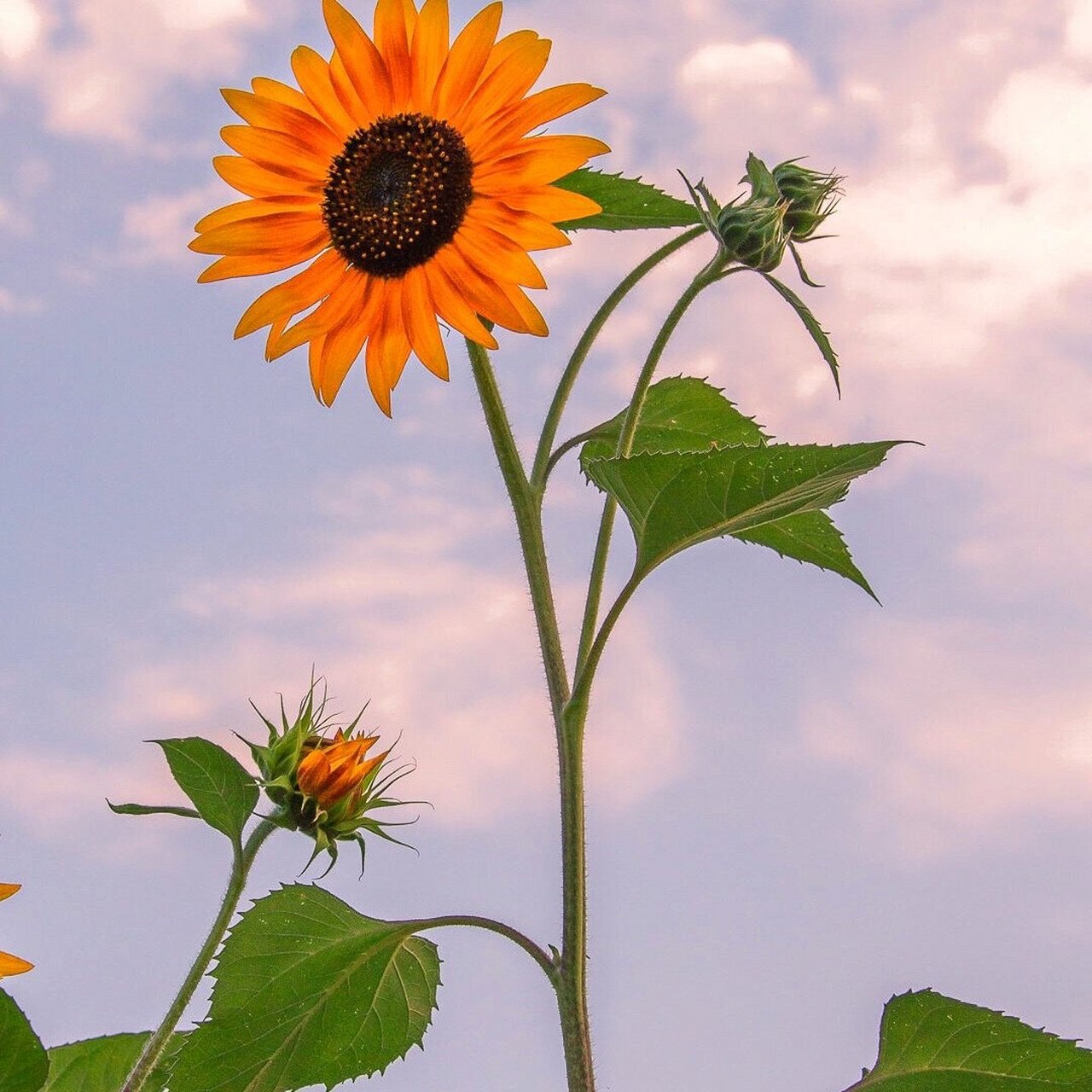 向日葵花朋友圈背景图 入目無他人 四下皆是你