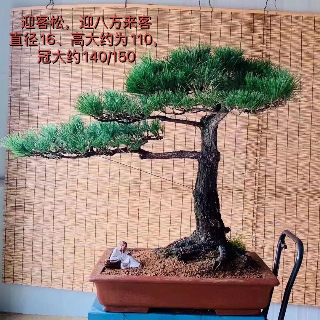 迎客松迎客造型黑松耐寒耐旱庭院摆放种植摆 庭院别墅公司摆放种植
