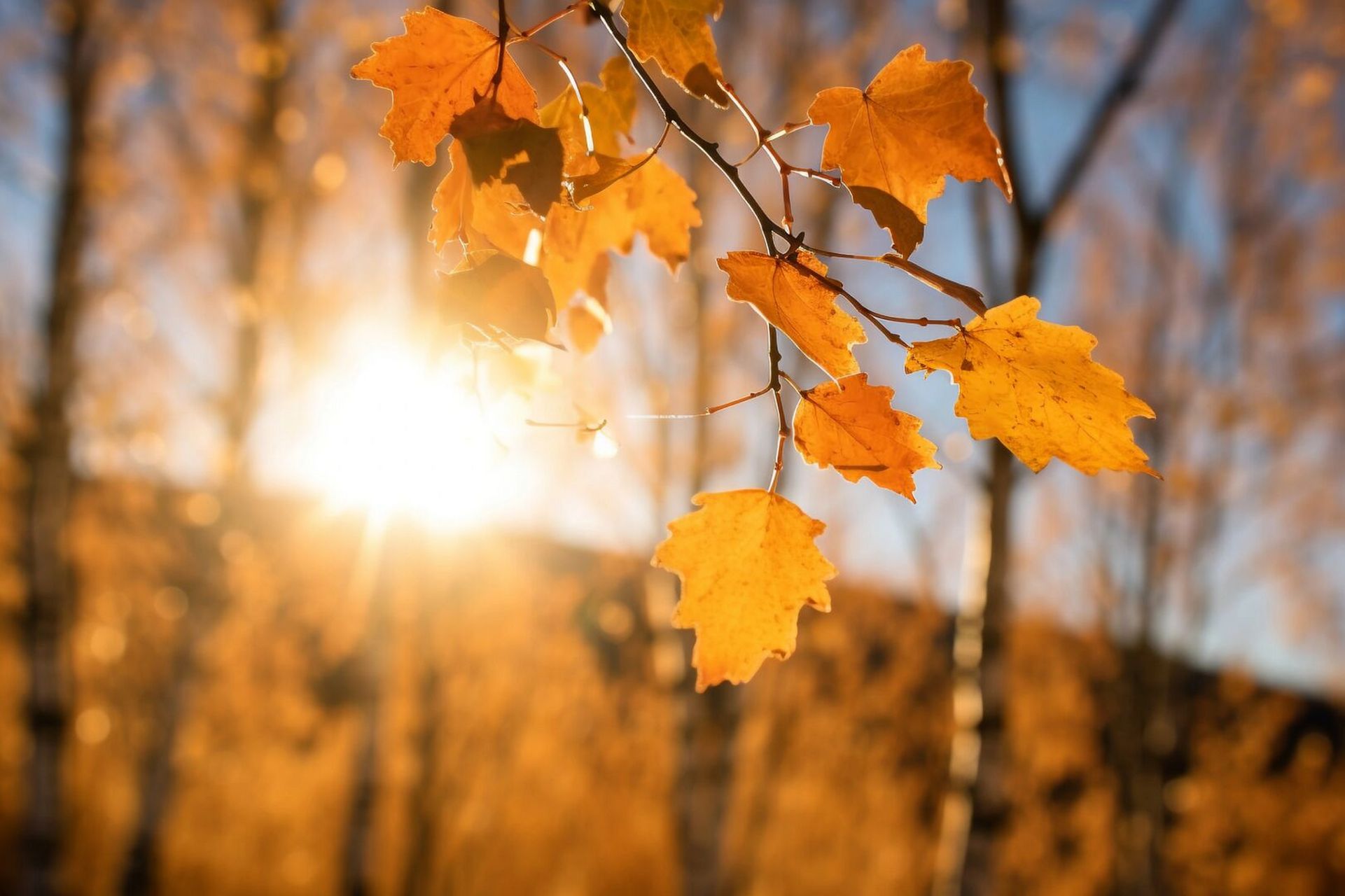 用一张图形容秋天# #治愈系风景# #唯美# #美景# #唯美意境