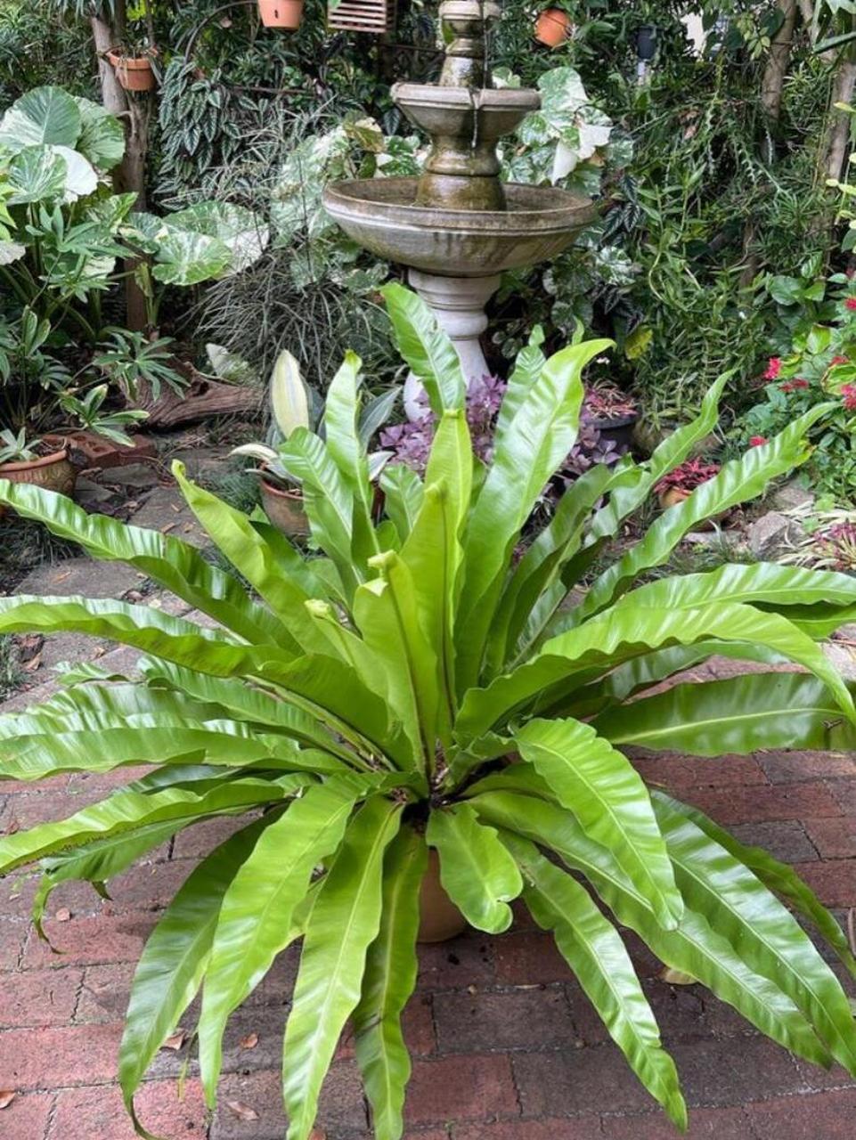 家居植物分享-鸟巢蕨 又名山苏花,为铁角蕨科巢蕨属下的一个种,属