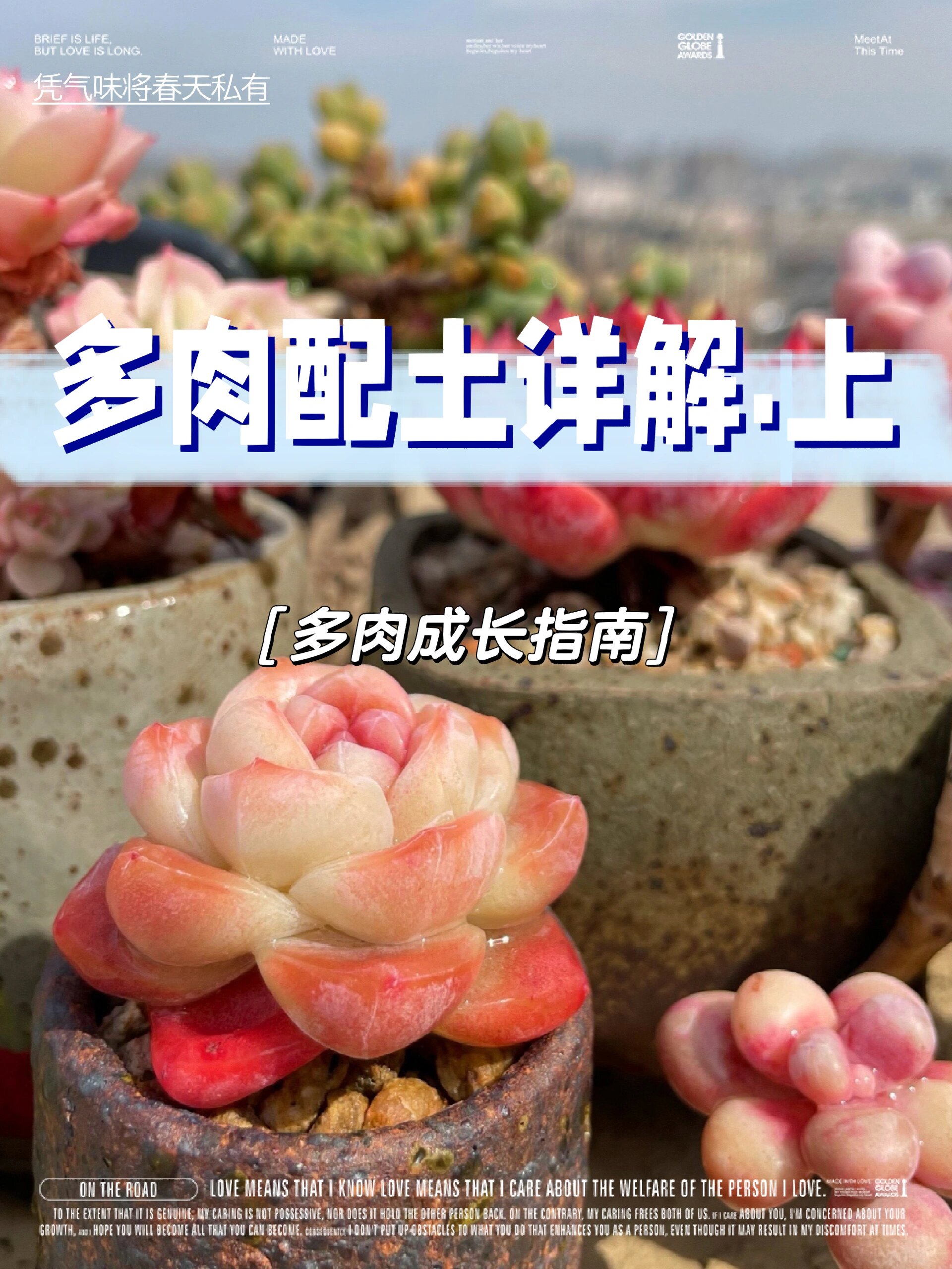 多肉组合摄影教程笔记，技巧教学大全
