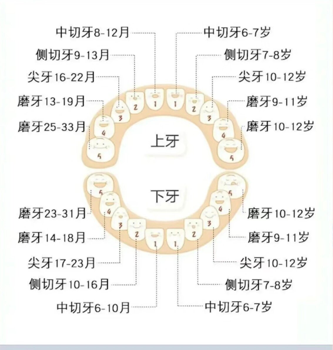 牙齿的萌出脱落以及牙位记录方法