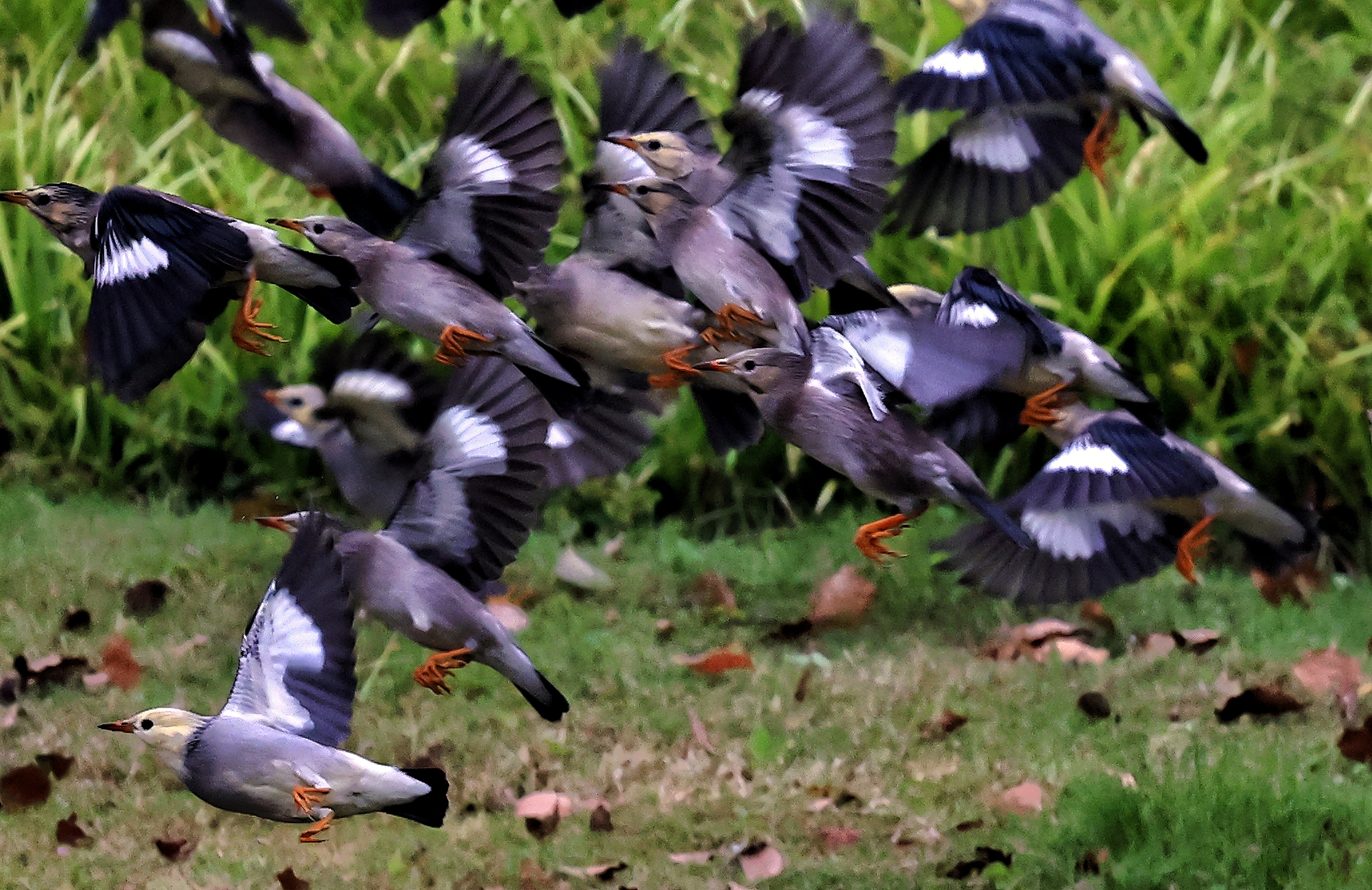 大量候鸟迁徙过来,今看到大群椋鸟进军杭州.