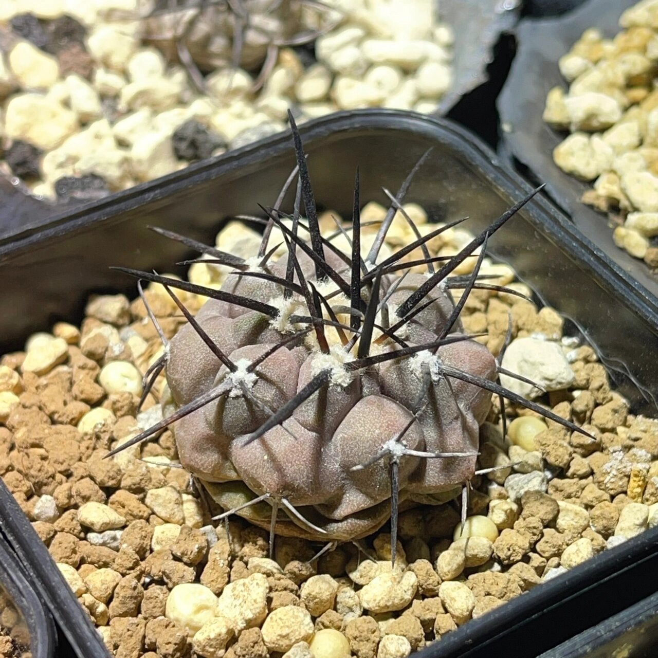 关于仙人球龙爪球 龙爪球属(copiapoa),约20-29种来自阿塔卡马沙漠