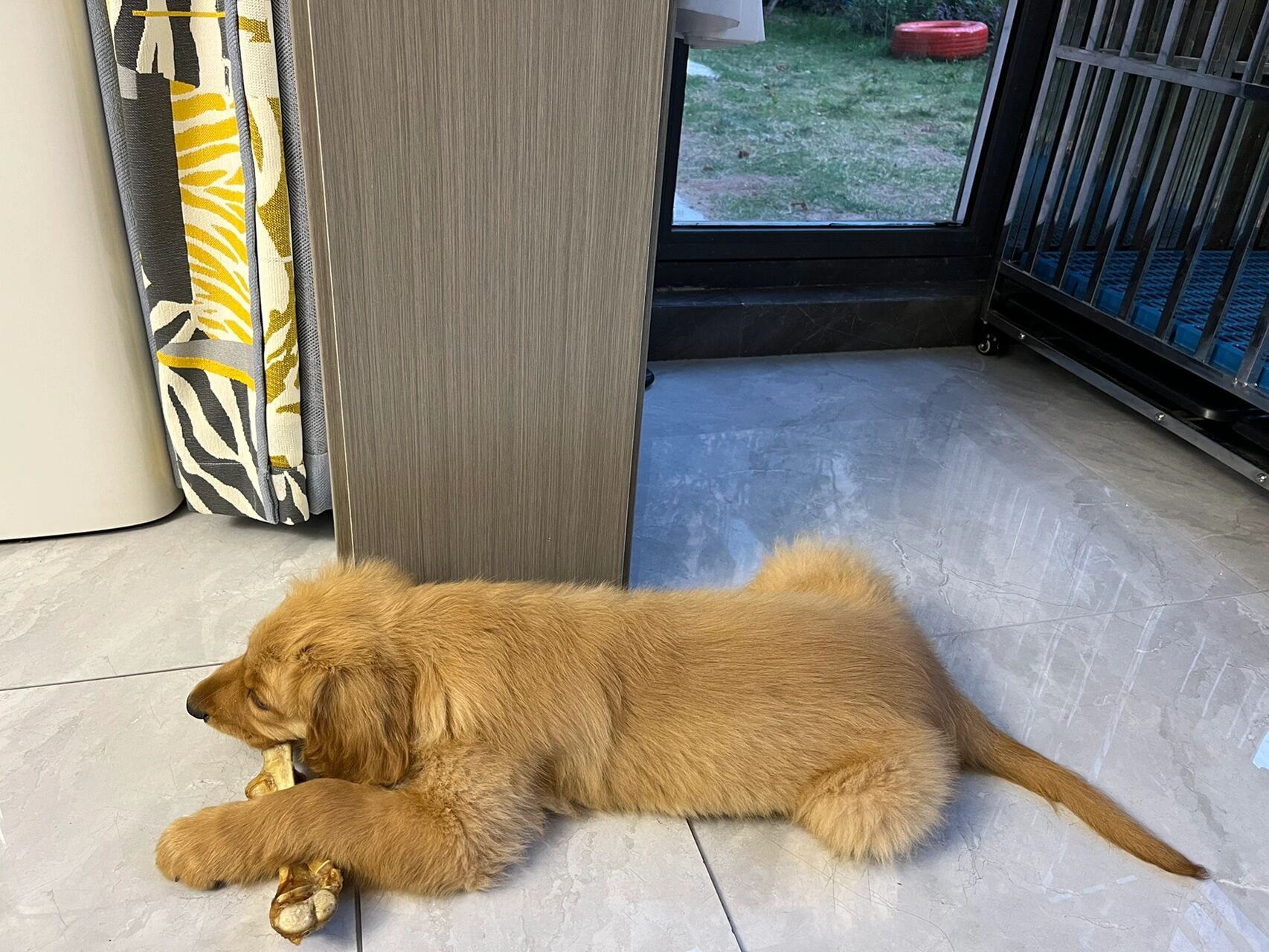 三个月金毛多少斤正常? 我家的3个月零10天了.25斤.