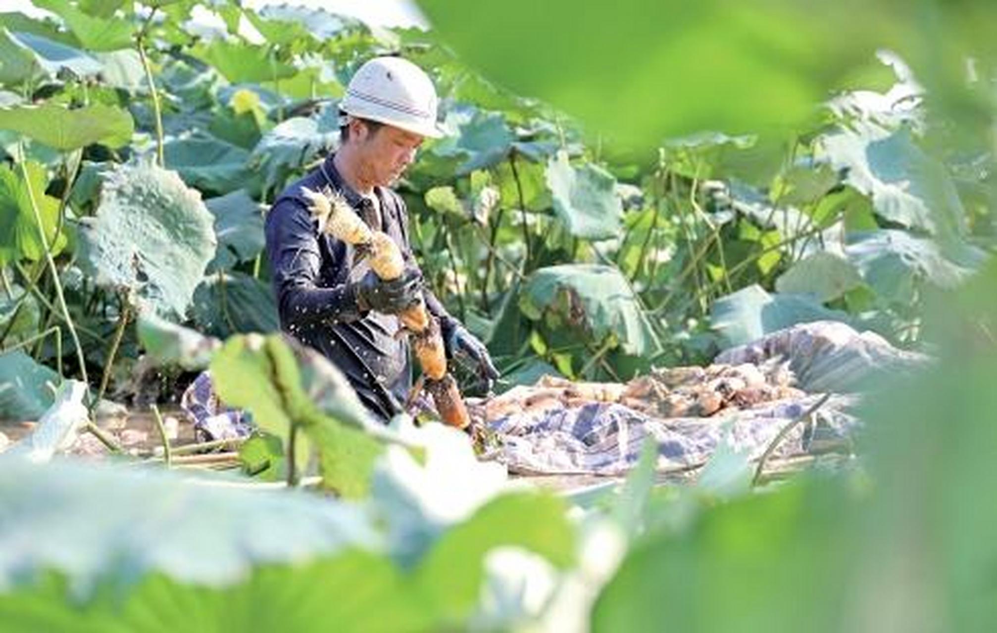 宿松县华阳河农场图片