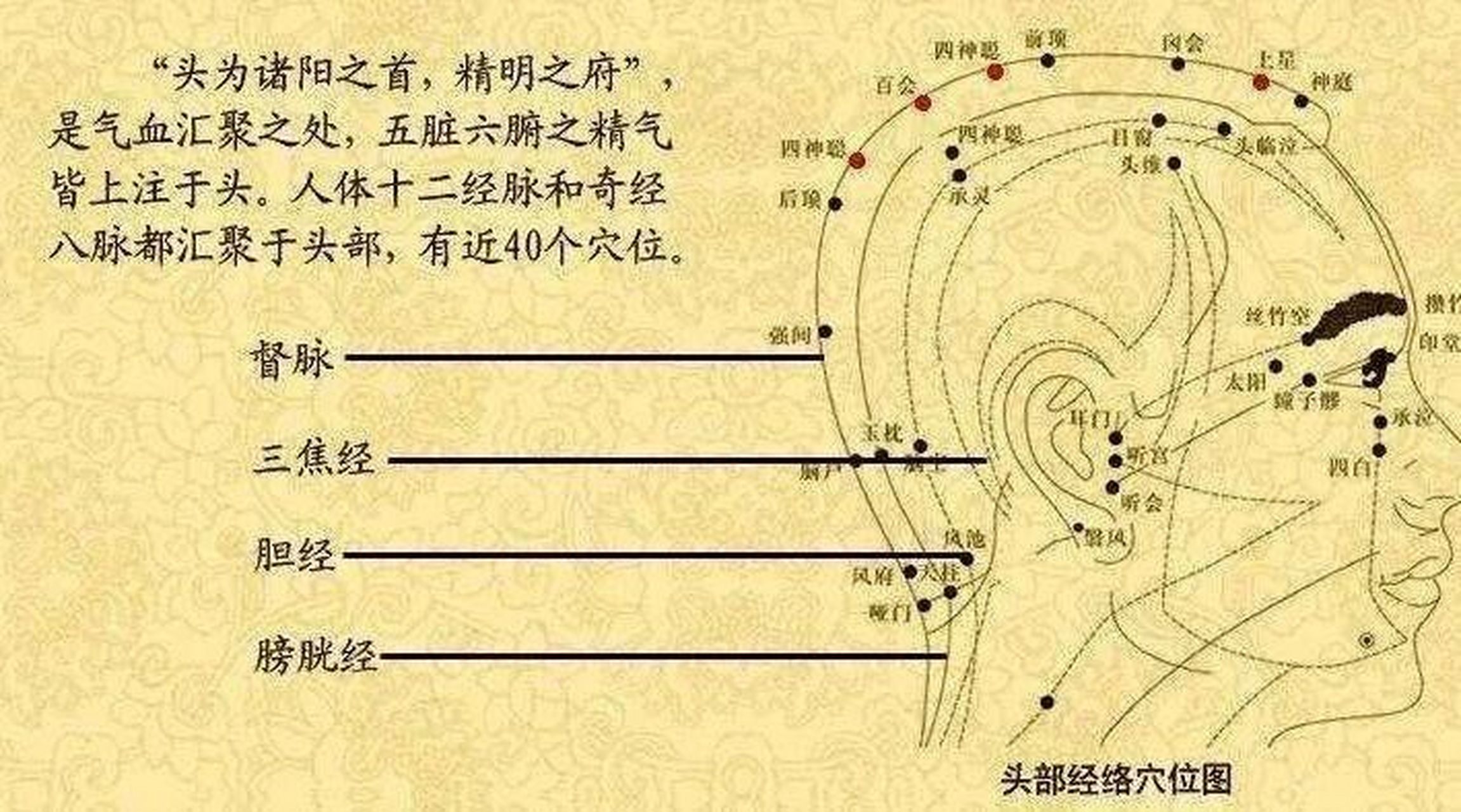 头部的经络 "发为容之冠",头发的造型,疏密,色泽,关乎一个人气质形象
