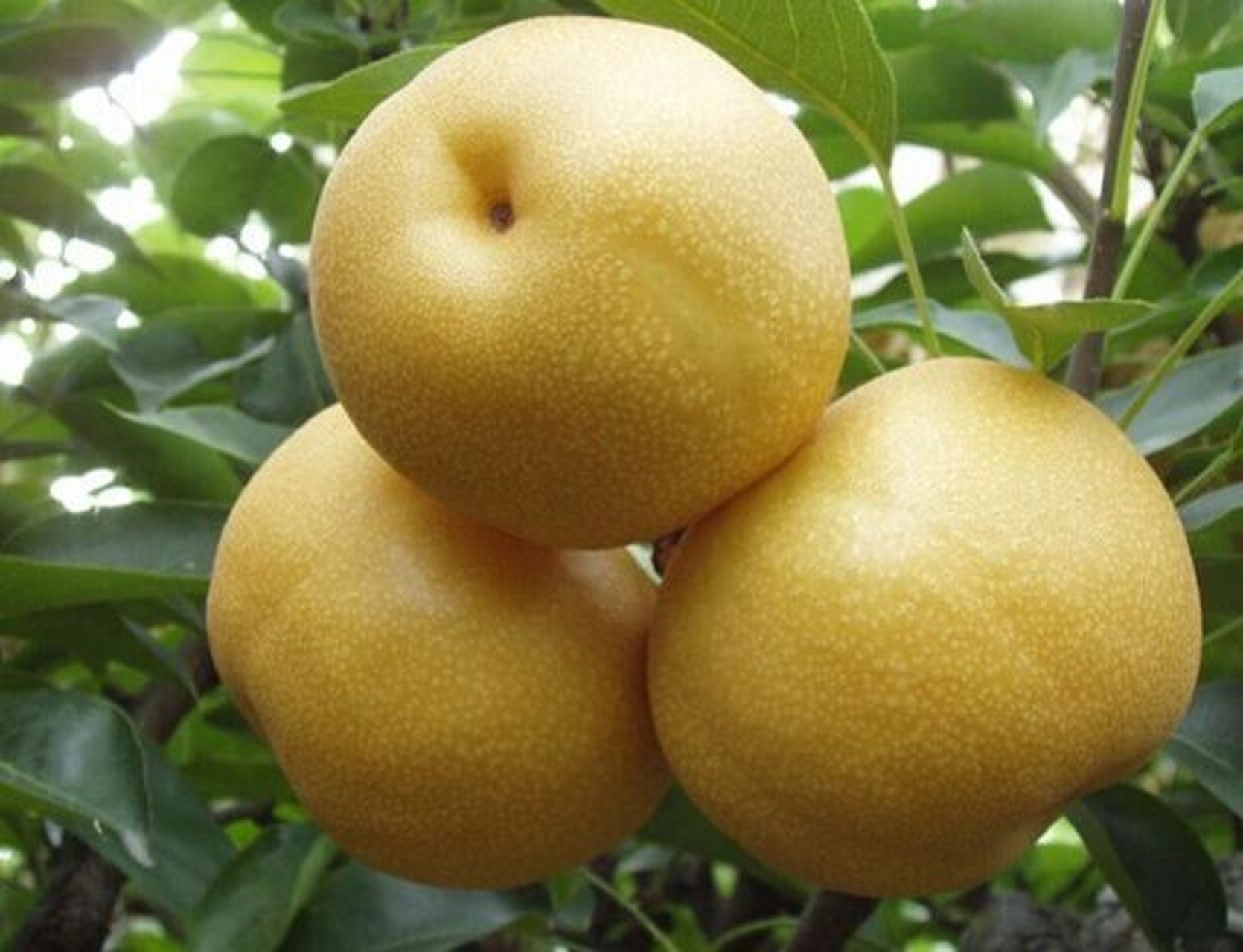 梨子是传统水果,很多人都喜欢吃,市面上的丰水梨和秋月梨到底有什么