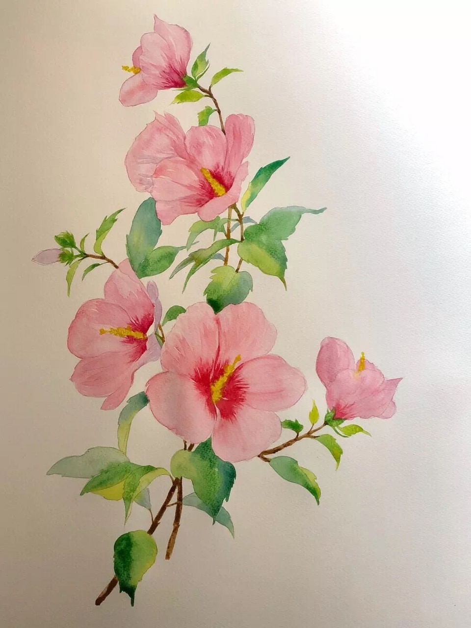 水彩画木槿花的步骤 木子小鱼手绘.木槿又名朝开暮落花.