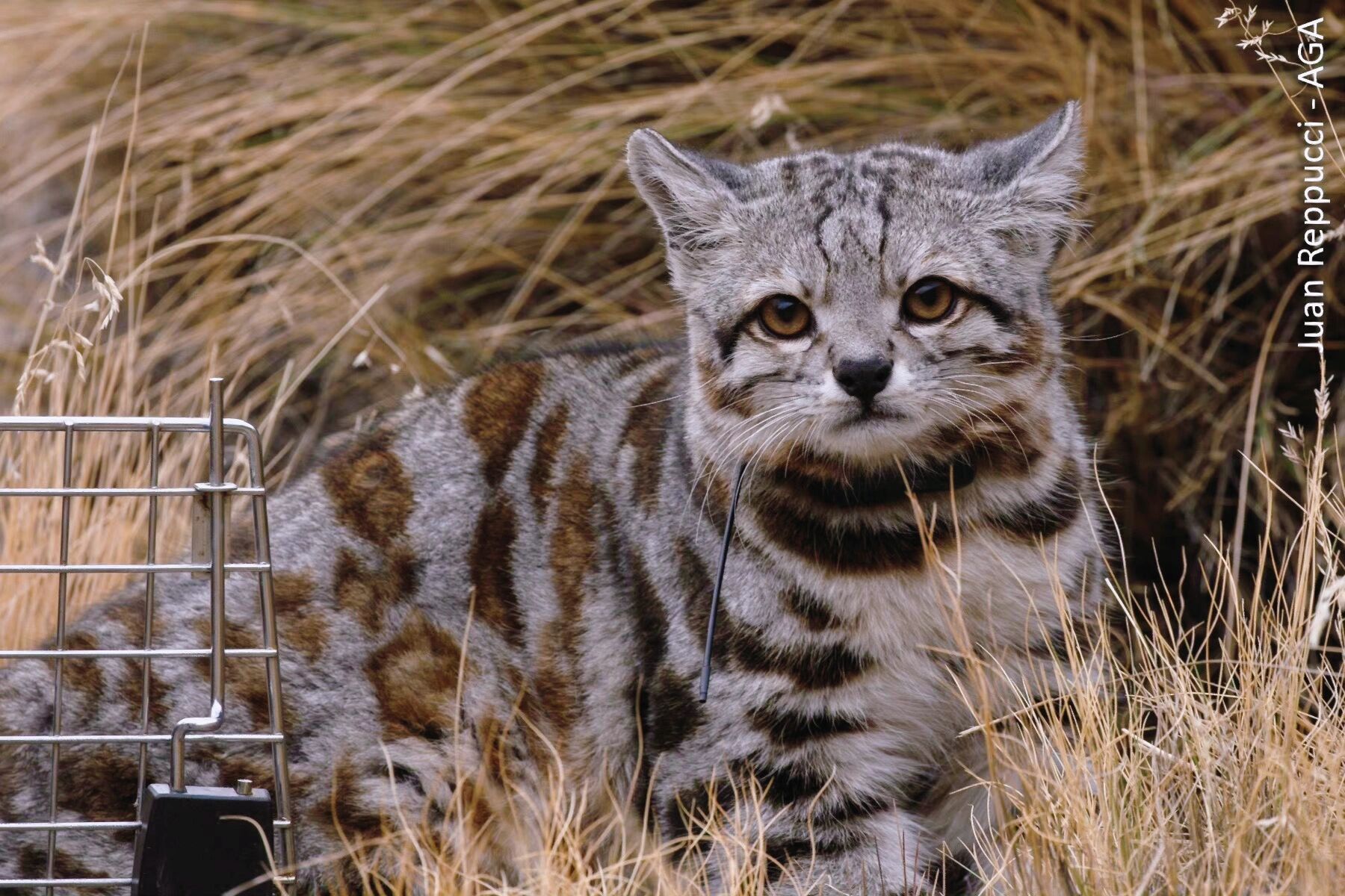 最美丽的猫科动物之一|安第斯山虎猫