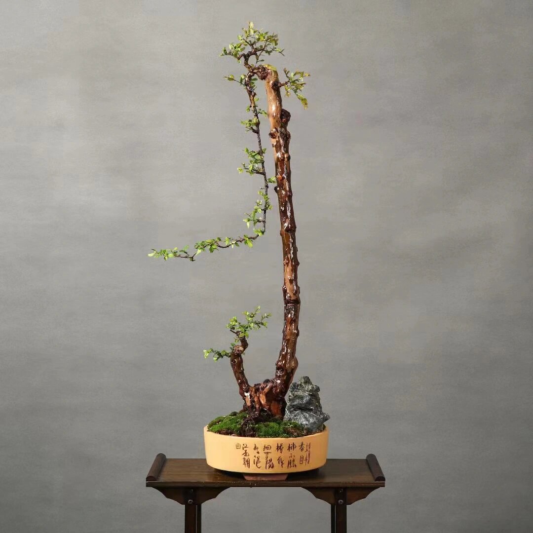 超精品大文人老桩雀梅,美如画欢迎观赏!