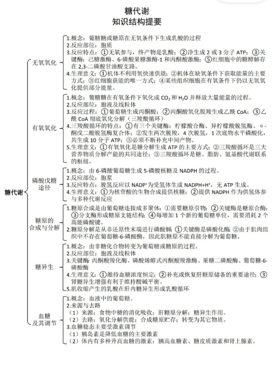 生物化学-糖代谢 生物化学-糖代谢思维导图