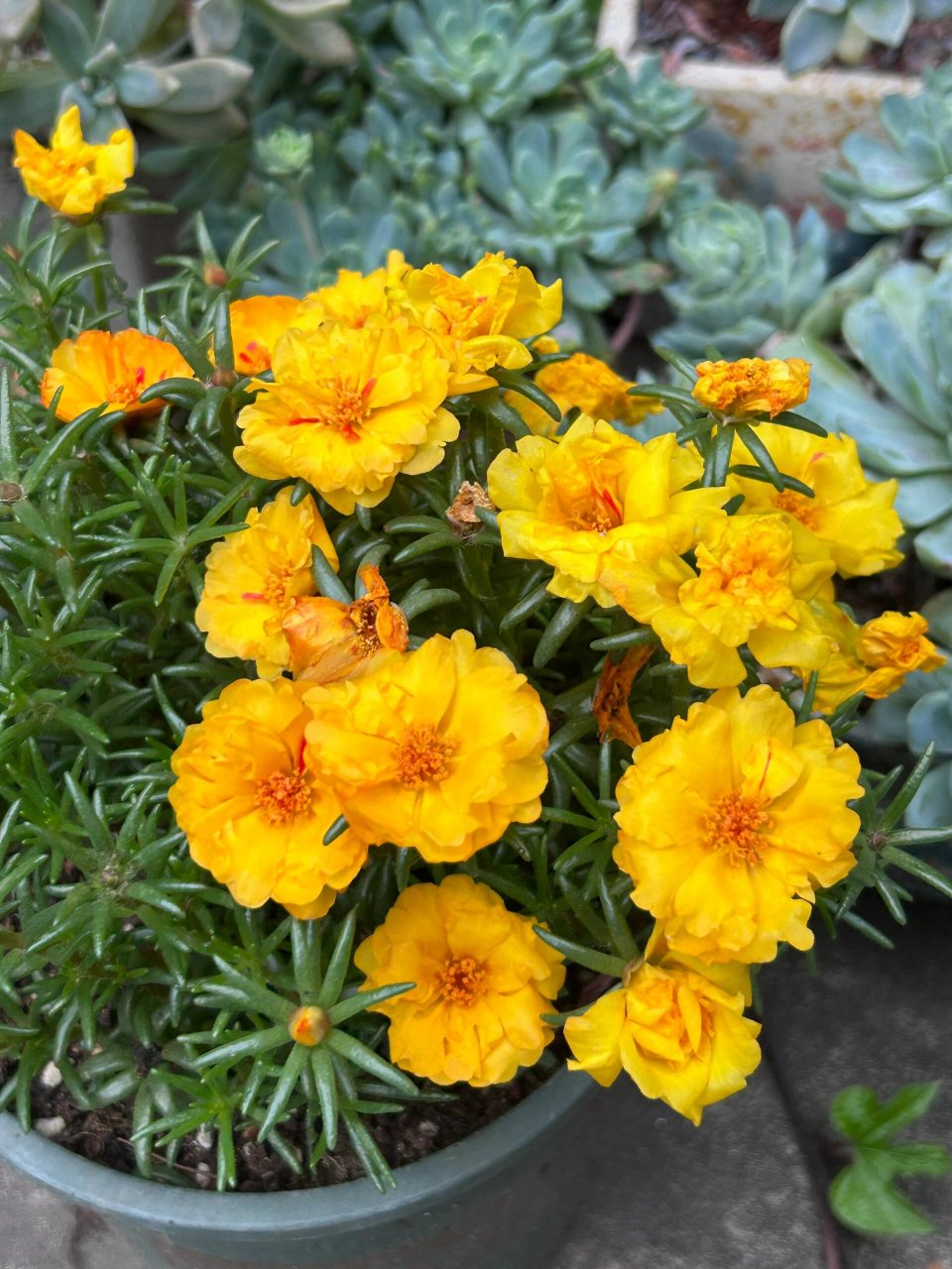 每日一花(35)太阳花 太阳花 94英文名: 午时花 94高度: 10-30cm