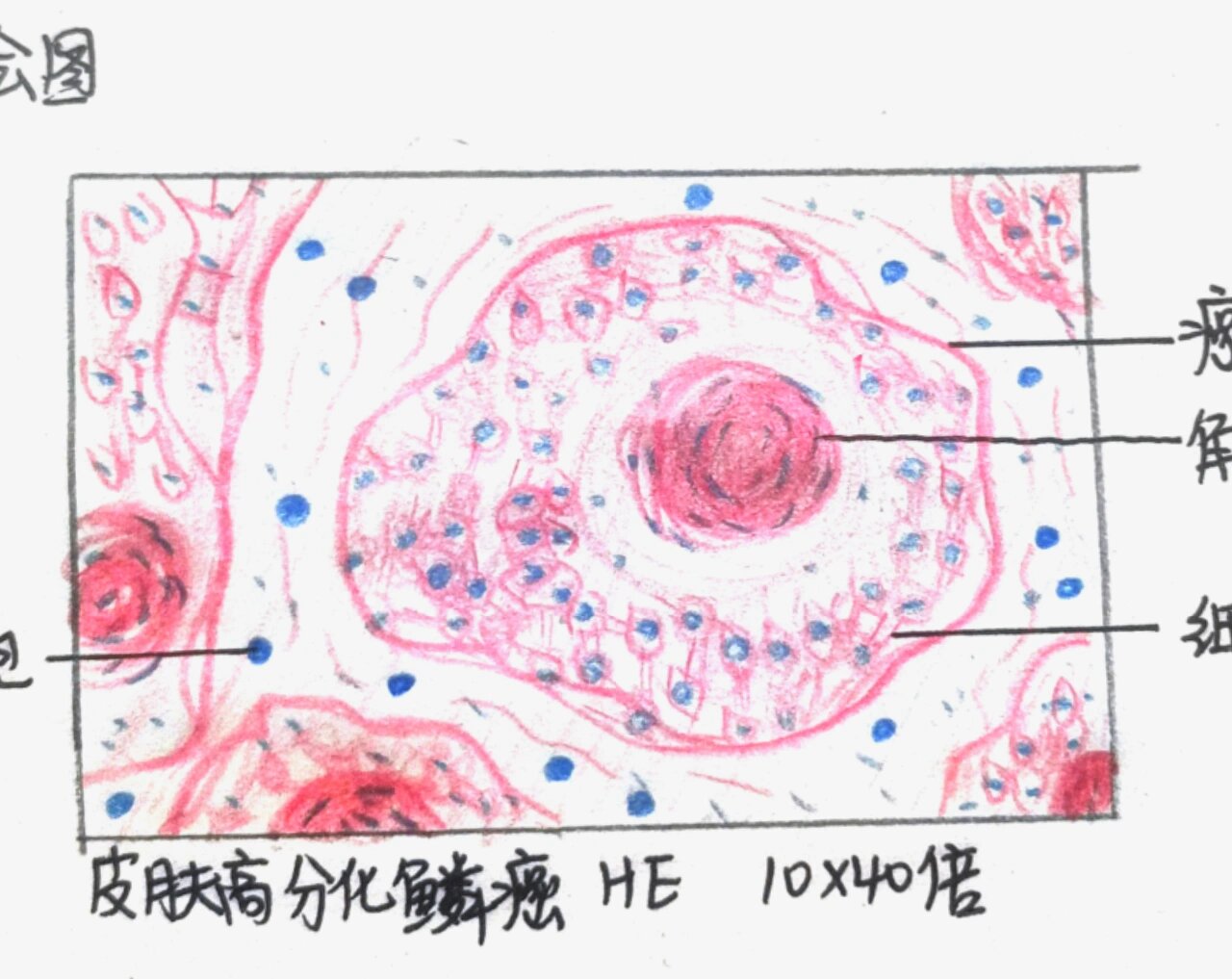 绒癌红蓝铅笔图图片