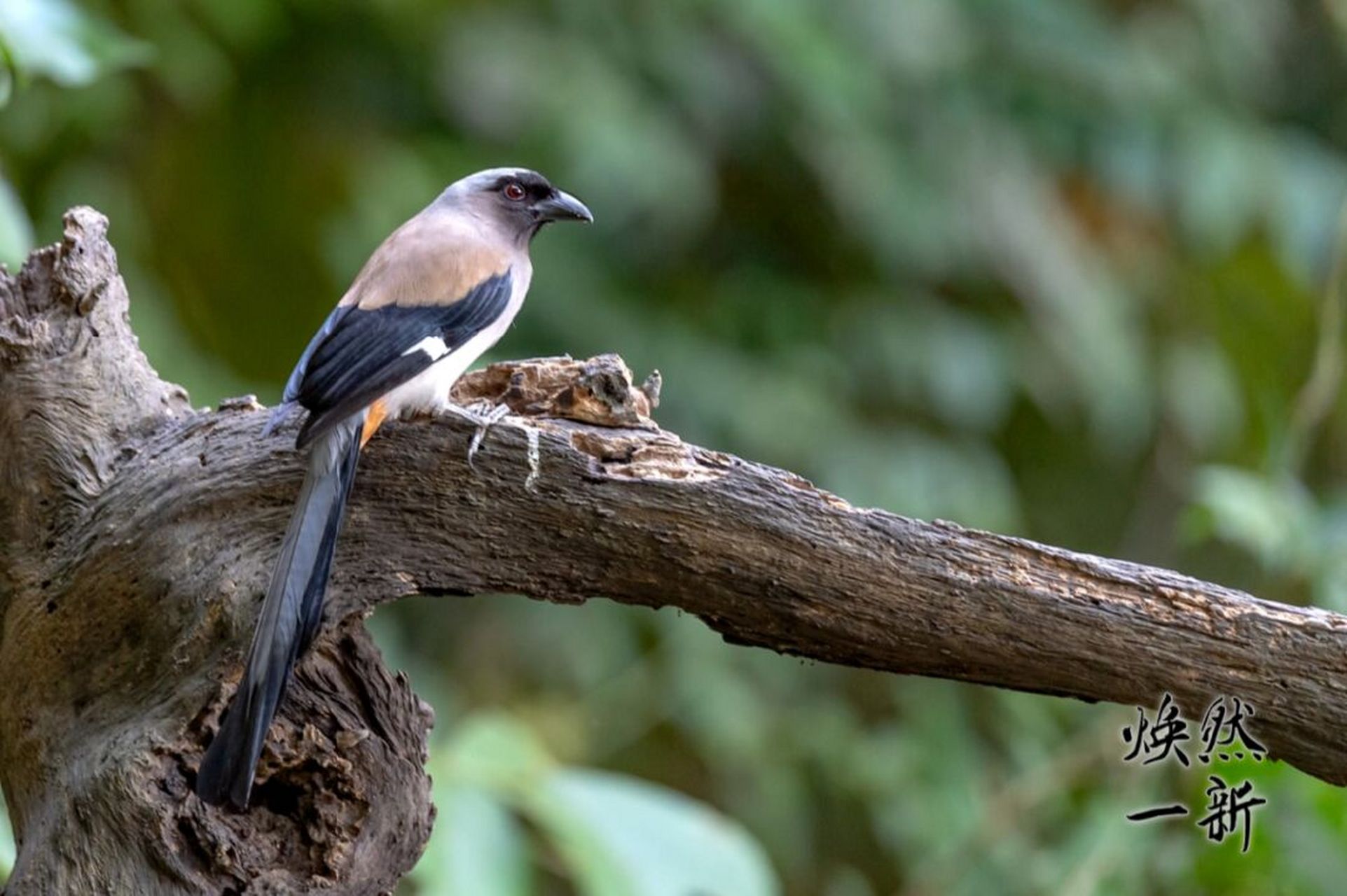 灰树鹊 灰树鹊在《中国鸟类野外手册》编号633(学名:dendrocitta
