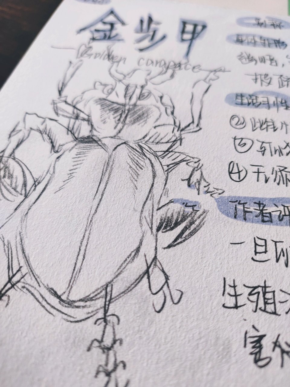 《昆虫记》--金步甲 原作