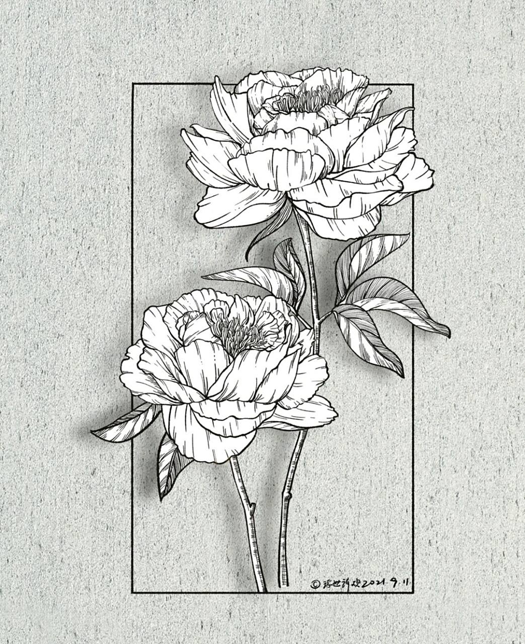 坚持100张线稿练习/36|芍药|附过程图 芍药花 02目前已经脱离生图描