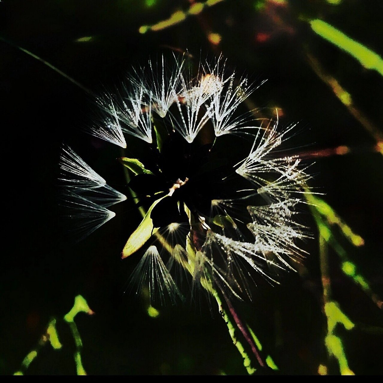 翅果菊 翅果菊也叫山莴苣,是一种野生草本植物,主要生长在中国的江西