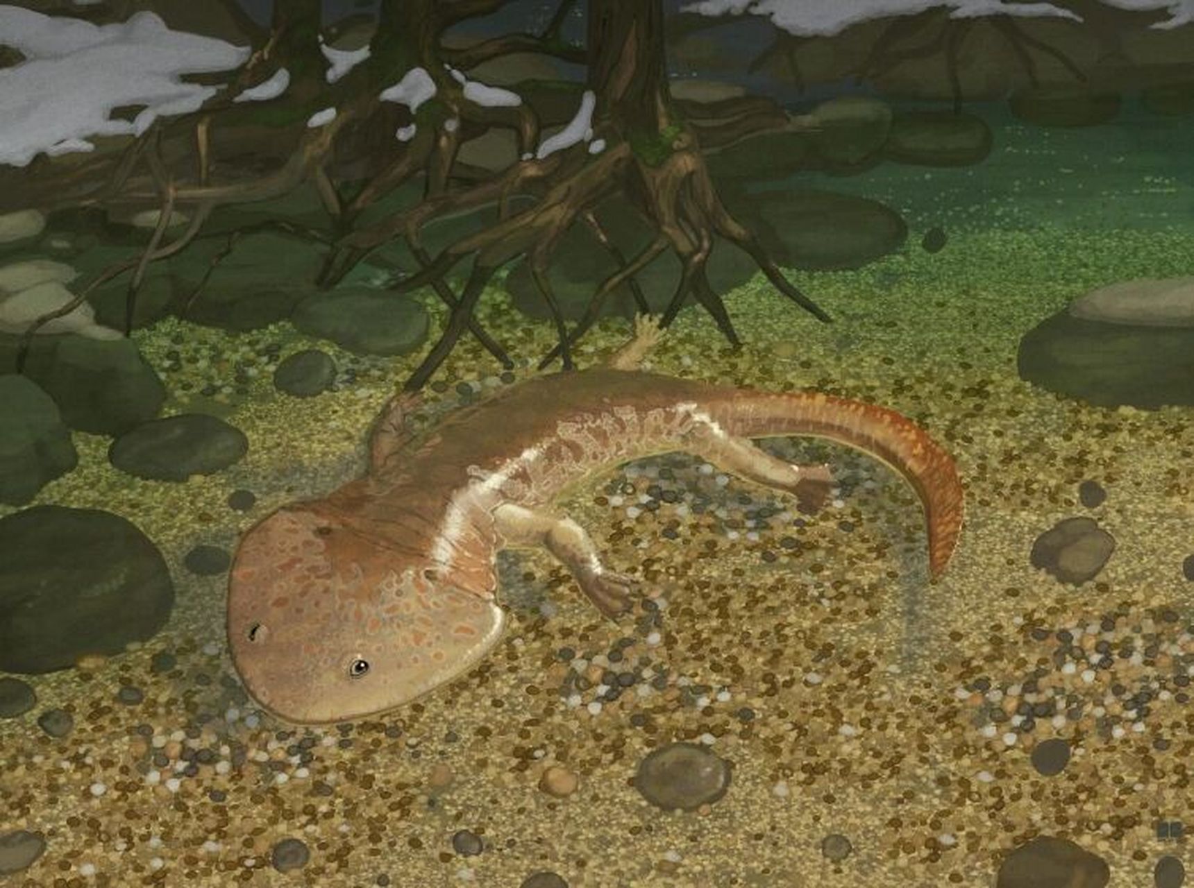 霸王蝾螈( róng yuán),又名科尔鳄螈,巨蝾螈,是一种远古的蝾螈物种.