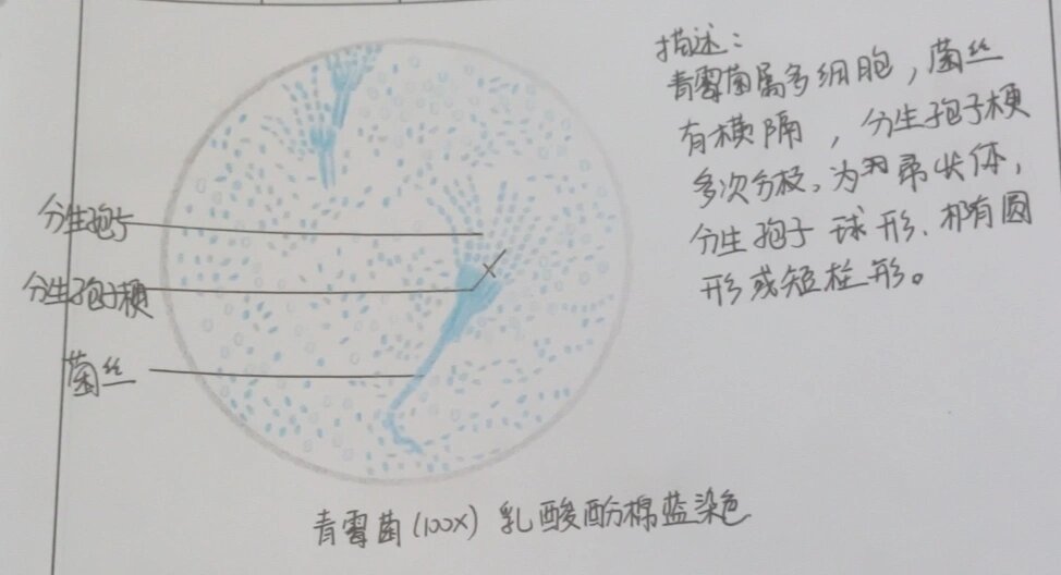 青霉菌乳酸酚棉蓝染色手绘