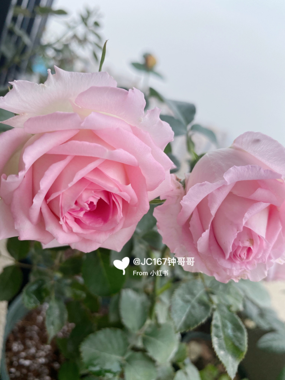 实拍|绊 月季:绊,河本 中大花,中香,耐热耐开,两广表现出色的河本