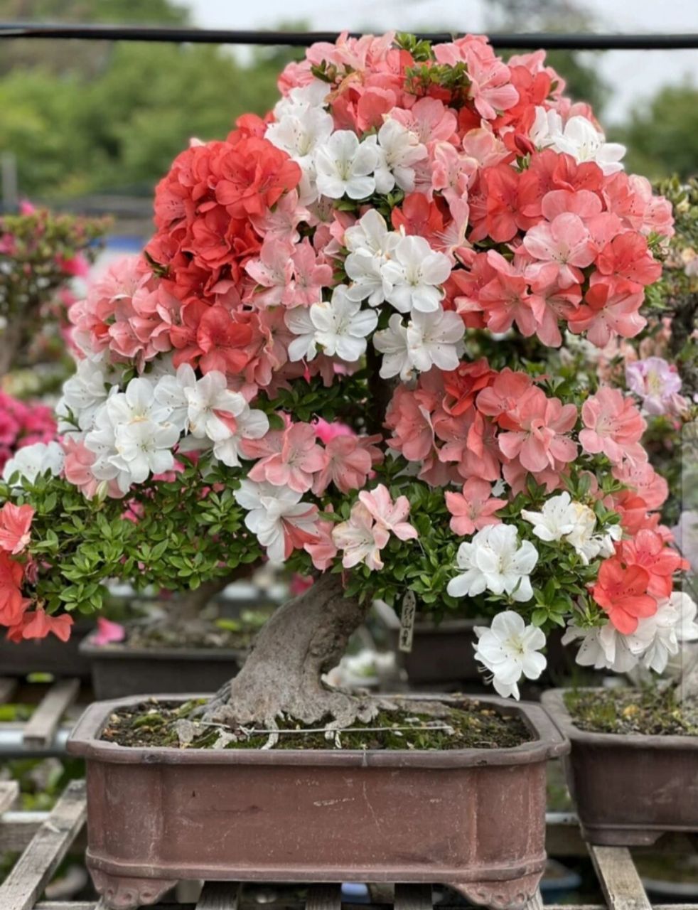 皋月杜鹃 皋月杜鹃山之光 大家比较推崇的品种还是很有道理的,花色