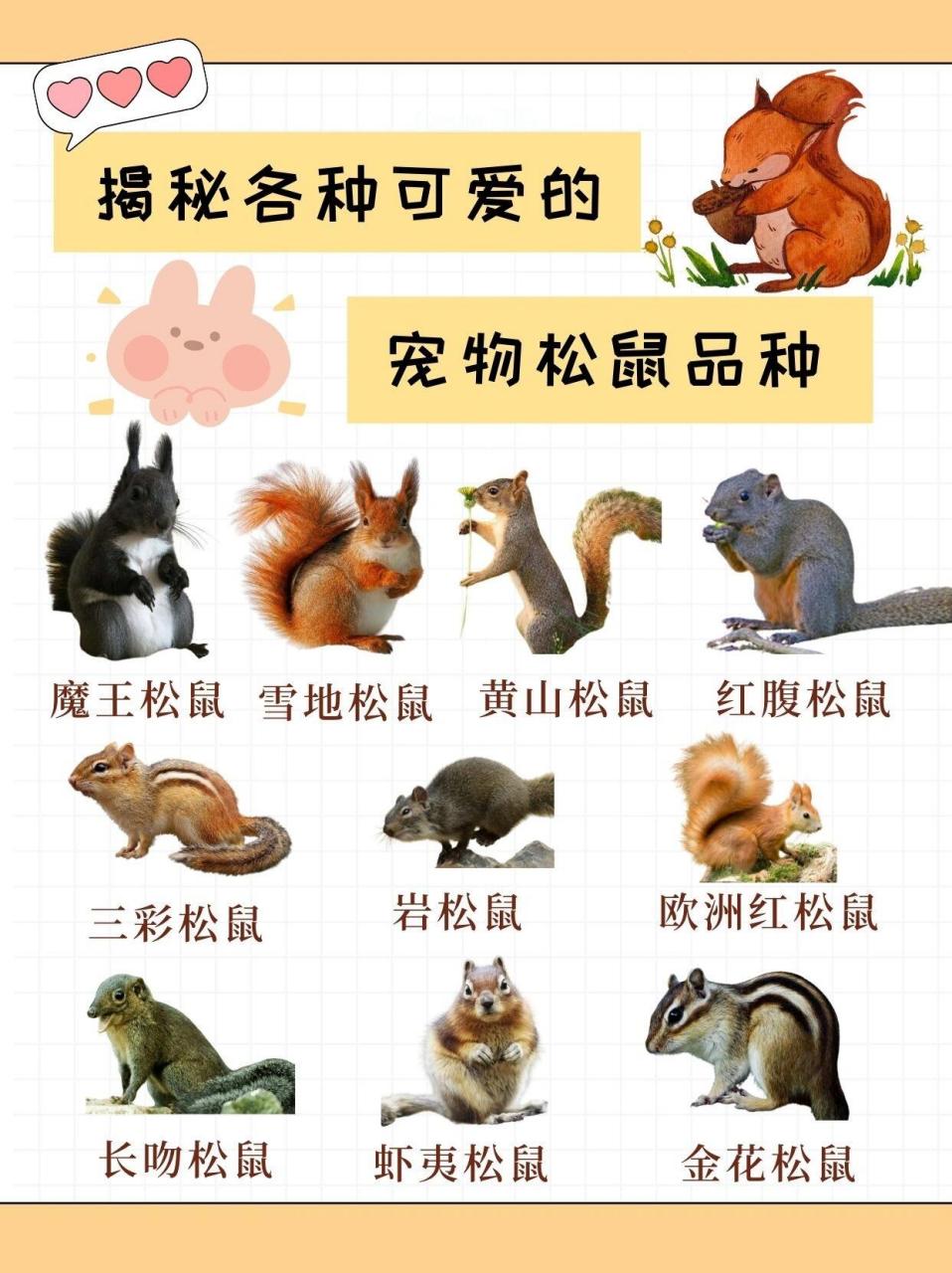 种类繁多,遍布世界各地06 92今天,就让我们一起揭开: 这些松鼠