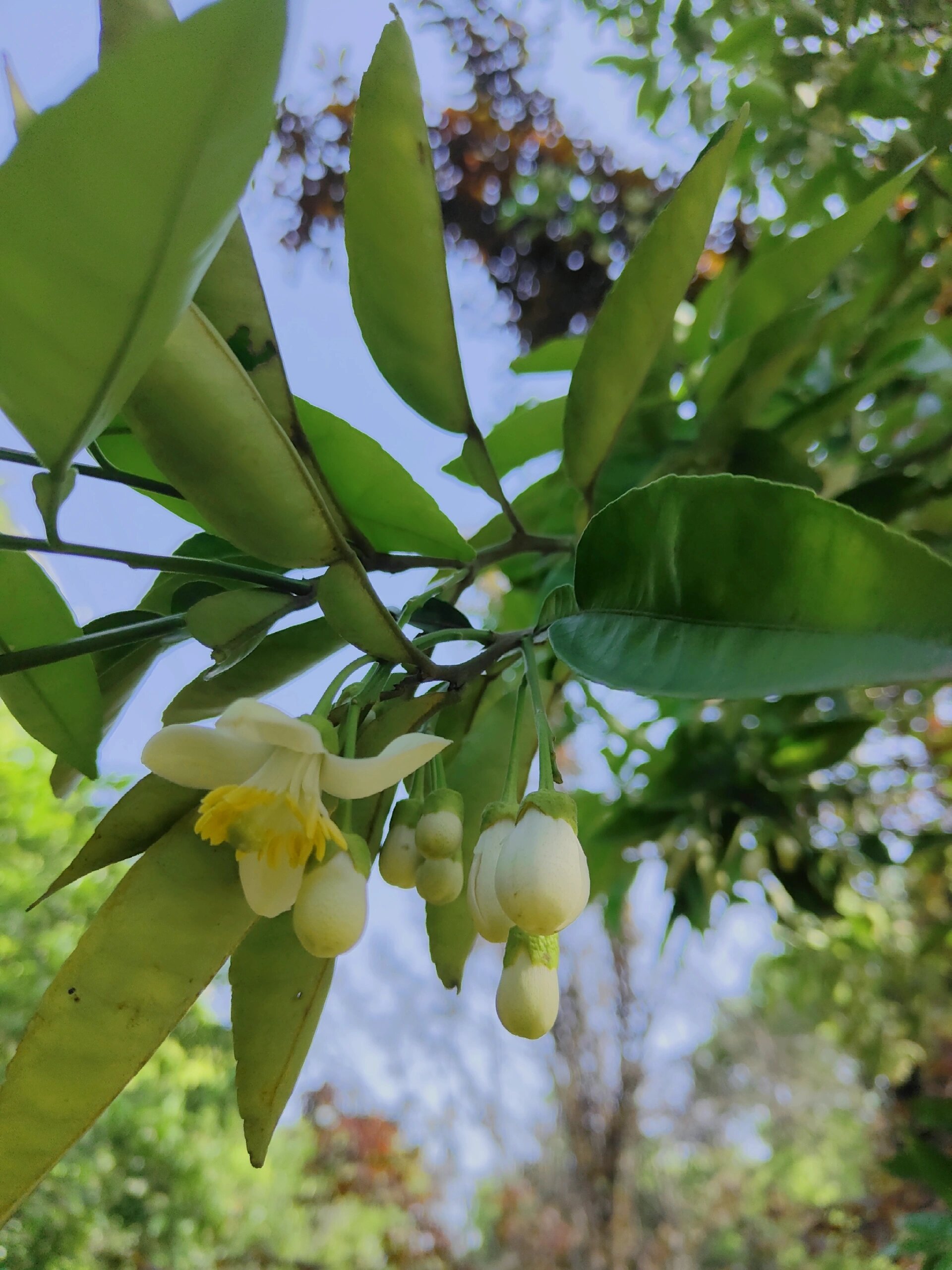 柚子花简笔画图片