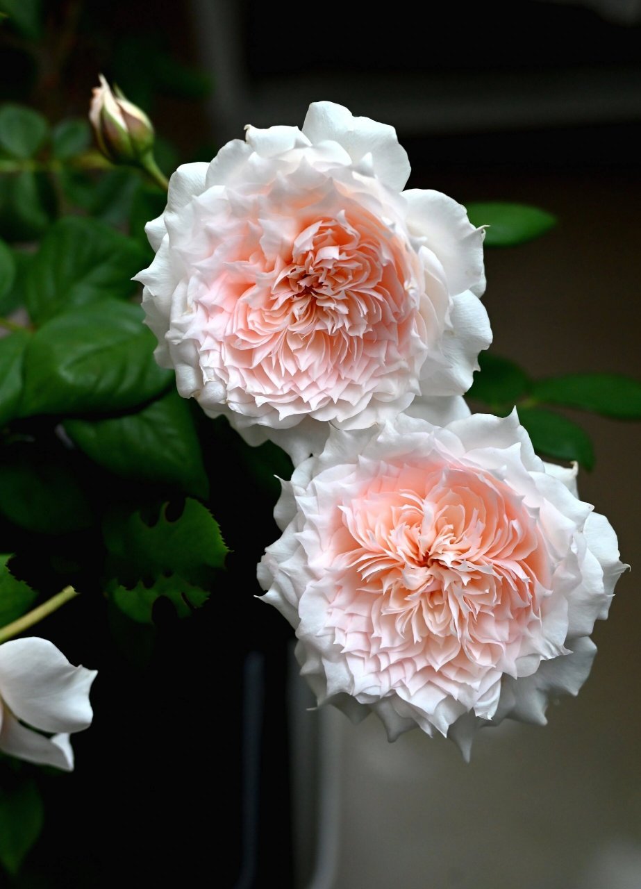 仙女系月季:莫妮卡戴维 图1～11是这两天的夏花 图12～15是6月份的