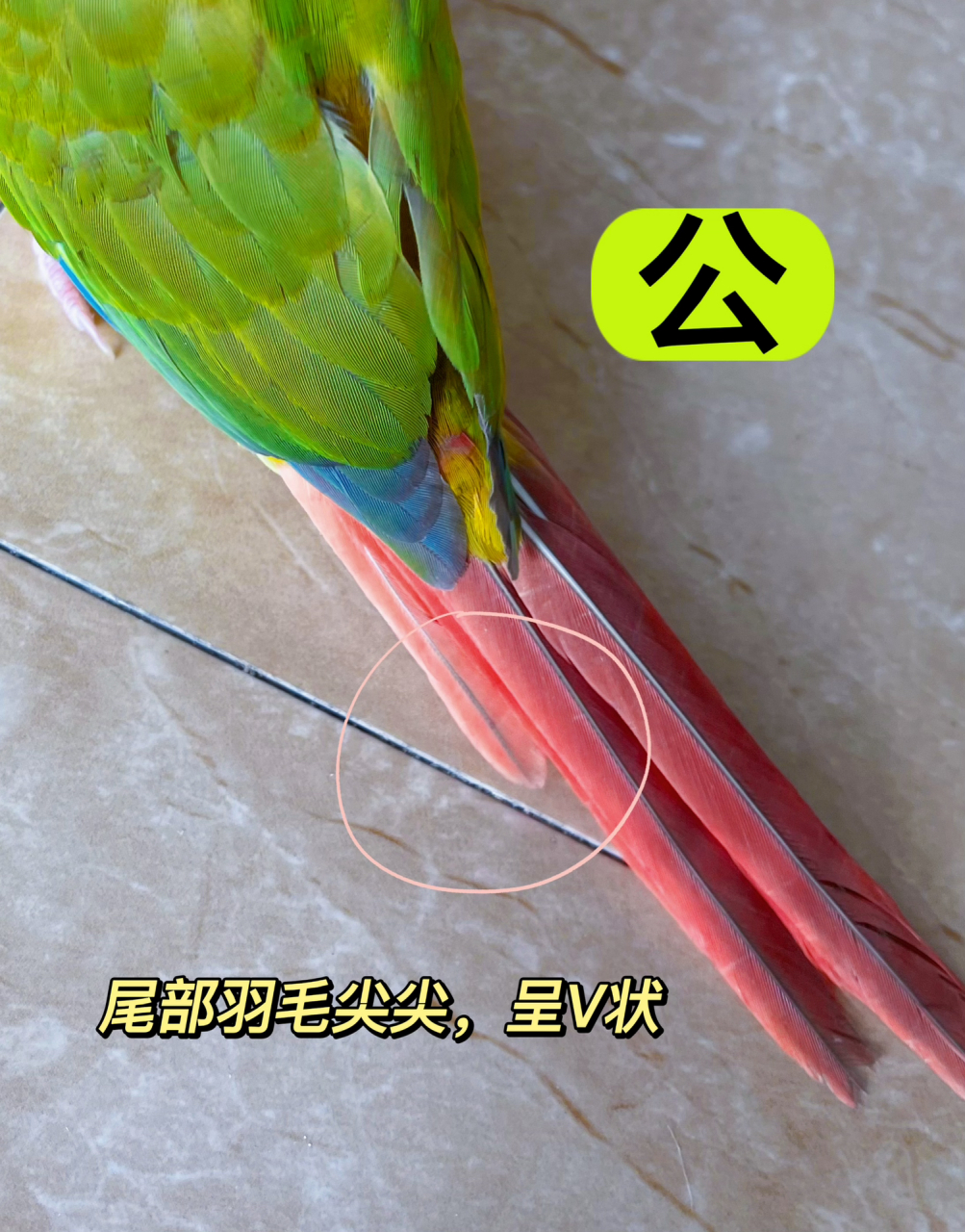 最后一张图是小太阳鹦鹉的合法标识,有了它你可以合法养,并且咨询你
