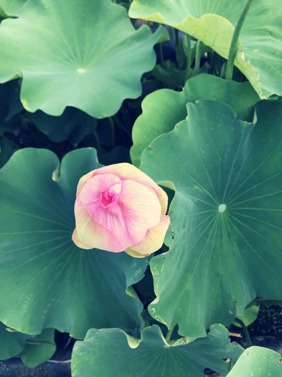 就想知道有多少小伙伴妈妈的微信头像是粉色荷花 看到好多人发跟妈 