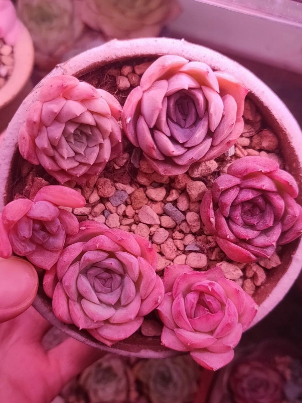 水晶玫瑰~超级超级好养的多肉~适合新手 水晶玫瑰 景天科拟石莲花属