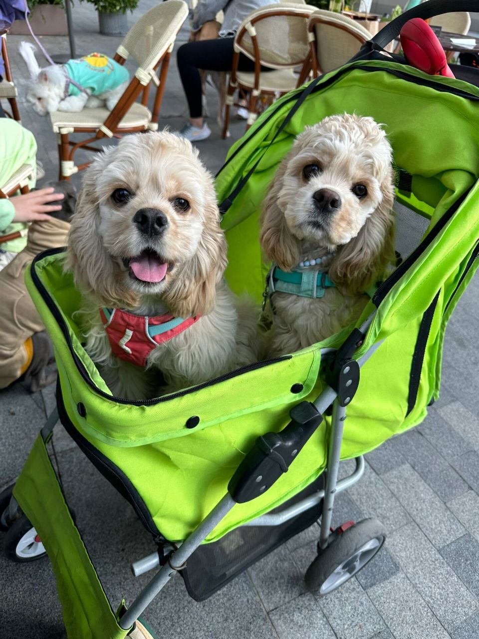 迪士尼小狗x2 终于见到正义小狗 ,姐妹两个长得也太像了像的亲妈都