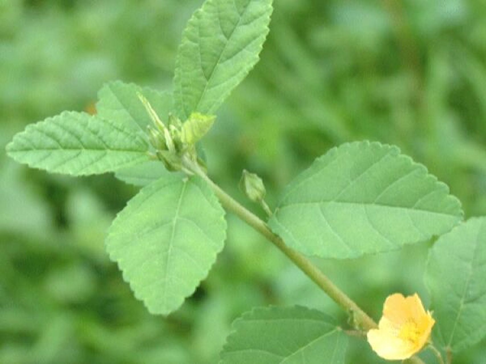 每日一花|黄花稔 黄花稔:中药名,叶,根入药,别名四吻草,索血草,拔毒散