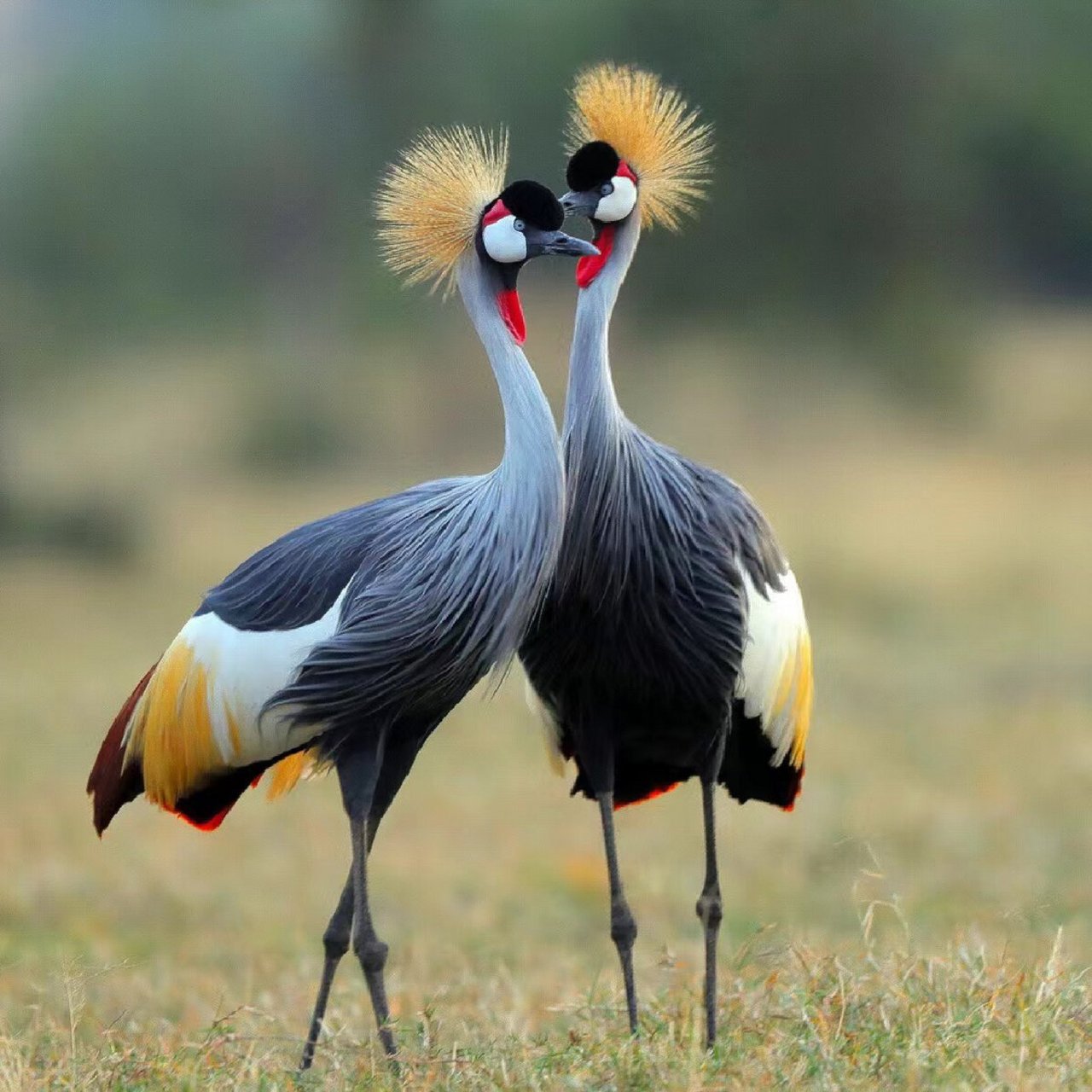 杀马特舞蹈家——灰冠鹤 灰冠鹤,又叫东非冠鹤,它是鹤形目鹤科冠鹤属