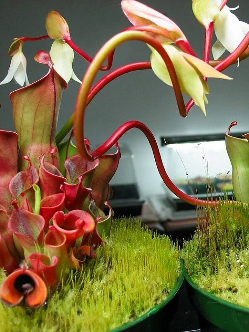 heliamphora nutans 垂花太阳瓶子草 瓶子草中的高端品种,温差大的