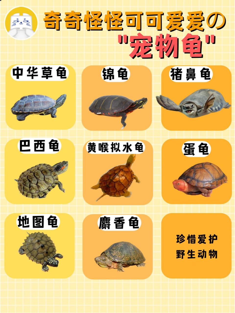 你养了什么品种的龟呐,热爱分享的宝们可以将你的养龟心得分享给我们