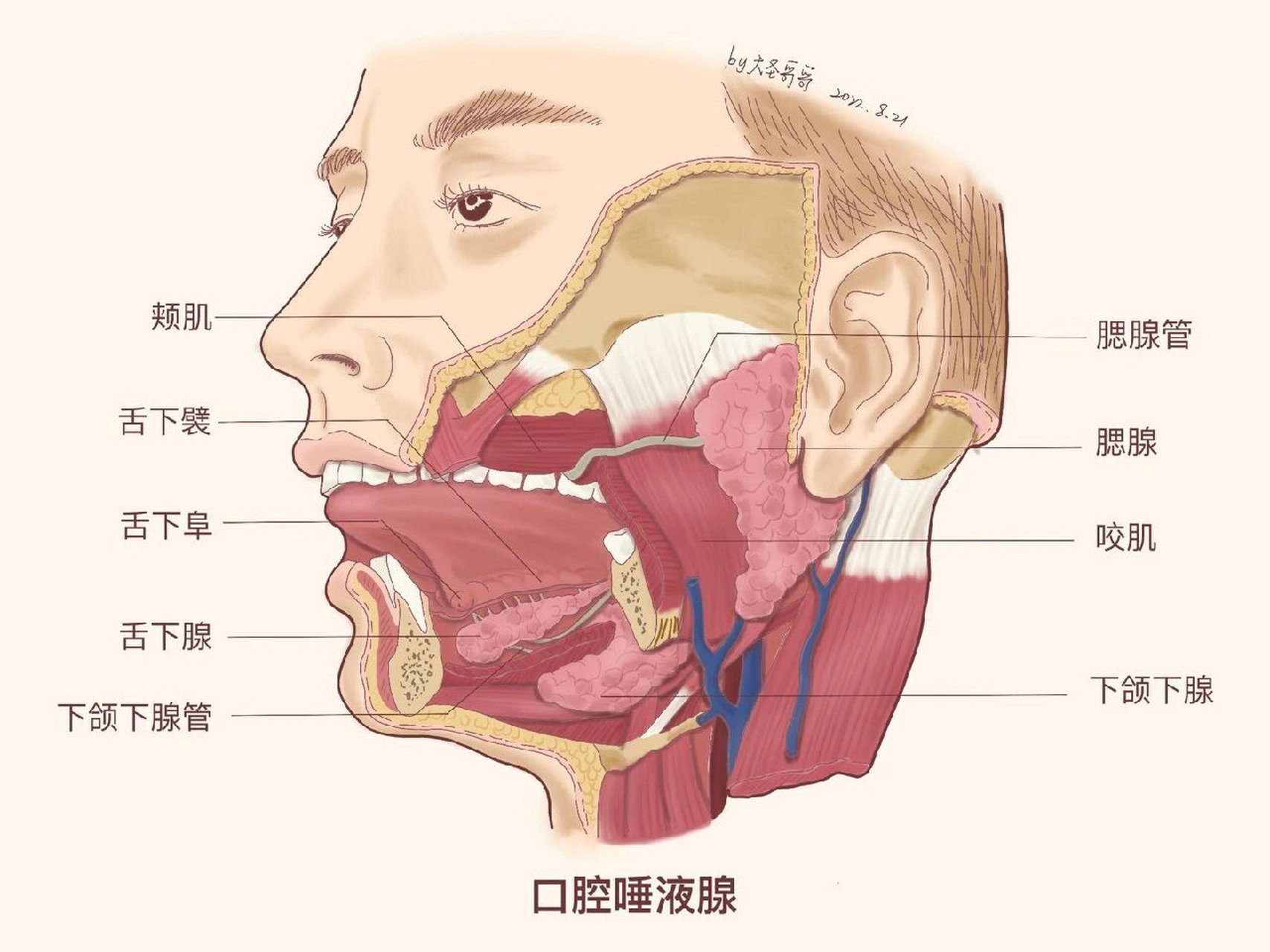 腮腺结节的位置图片图片