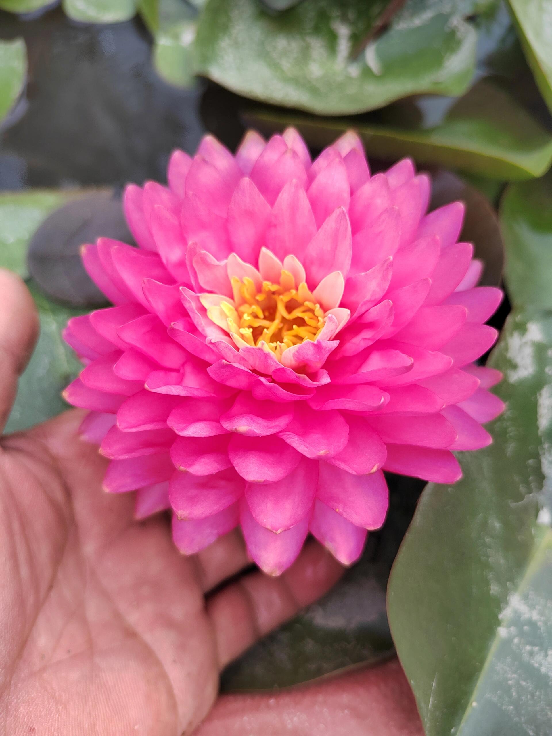 一天认识一种睡莲【品种2】 品种名:马克尼姆 (英文正常翻译应为