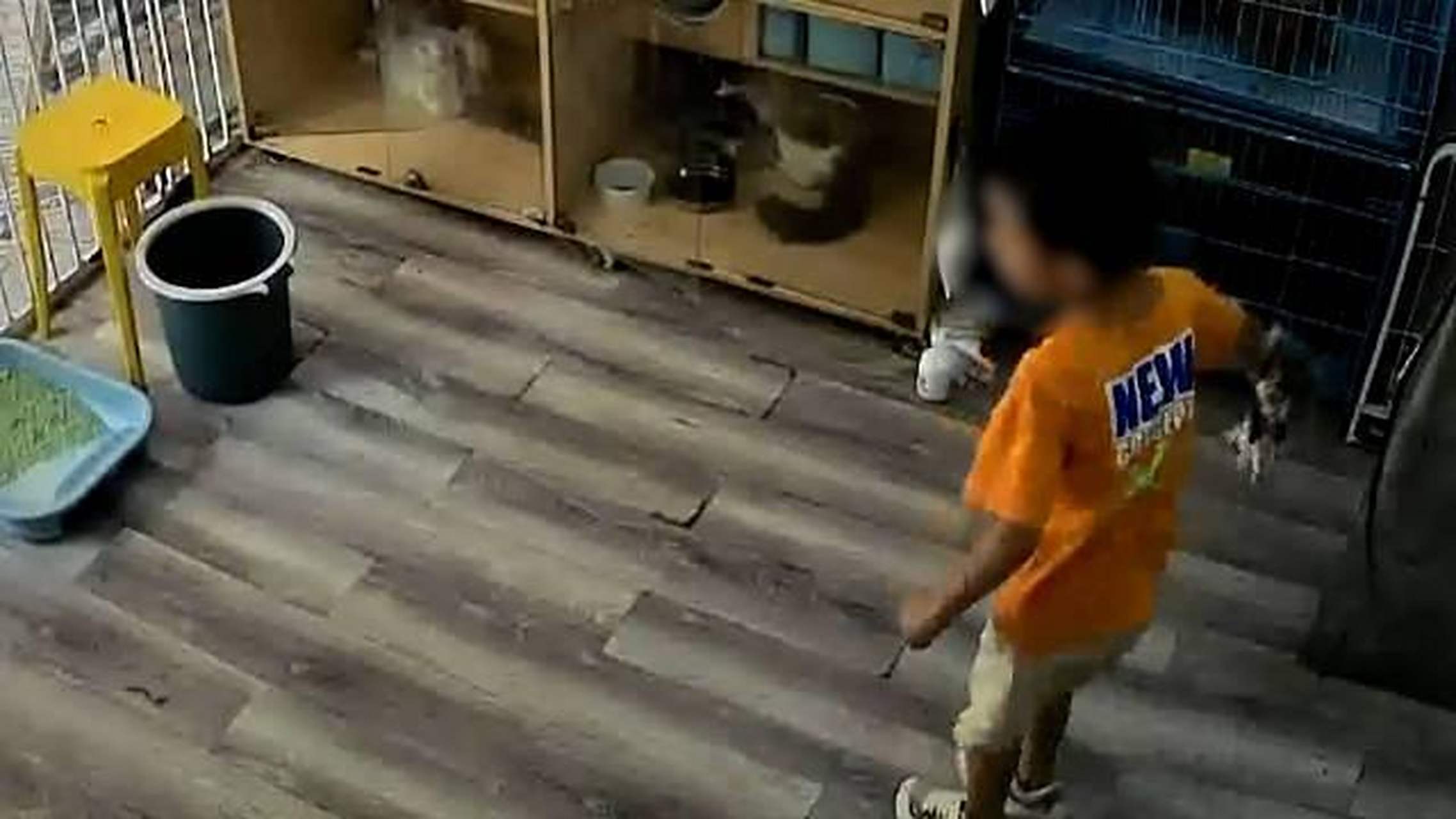 2名男孩趁宠物店无人,私闯进店内暴力摔猫.