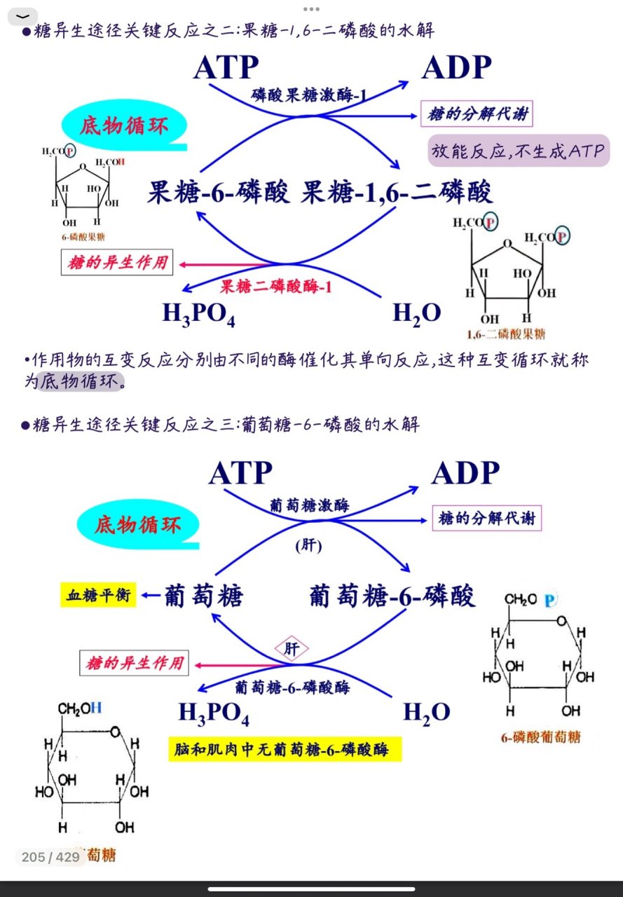糖的代谢过程图解图片