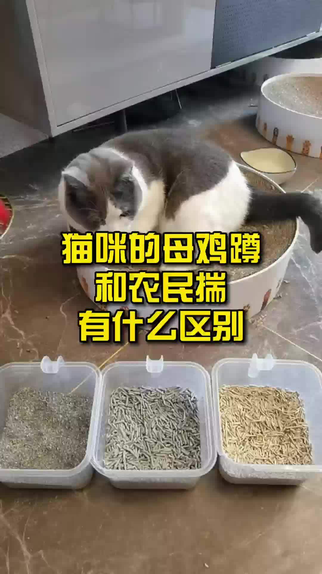 农民揣和母鸡蹲的区别图片