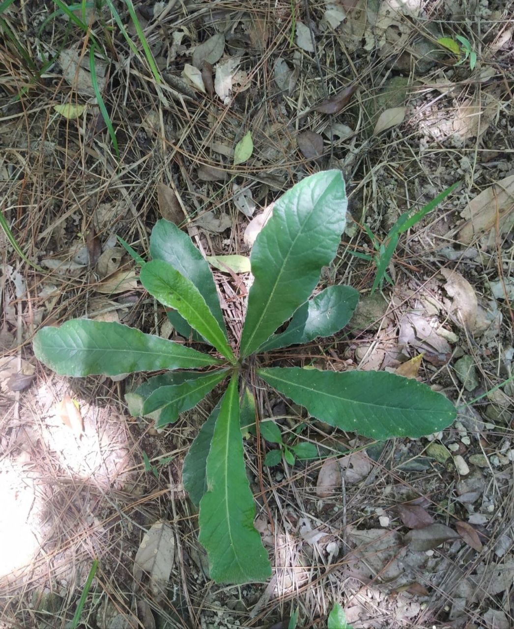 地胆草的功效图片