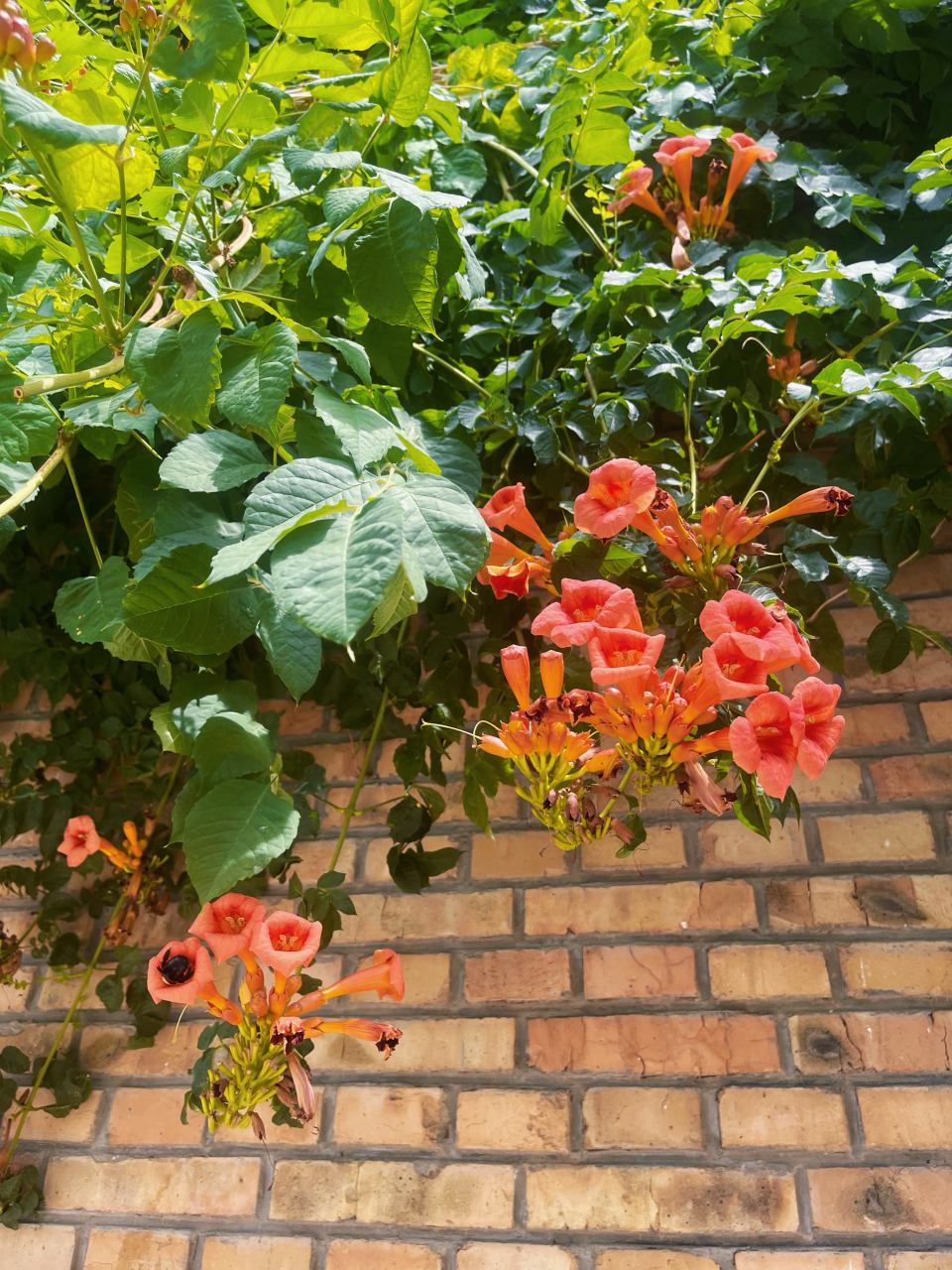 七月流火,凌霄花的季节～ 若非高温炙烤还可在这花园多作停留～97