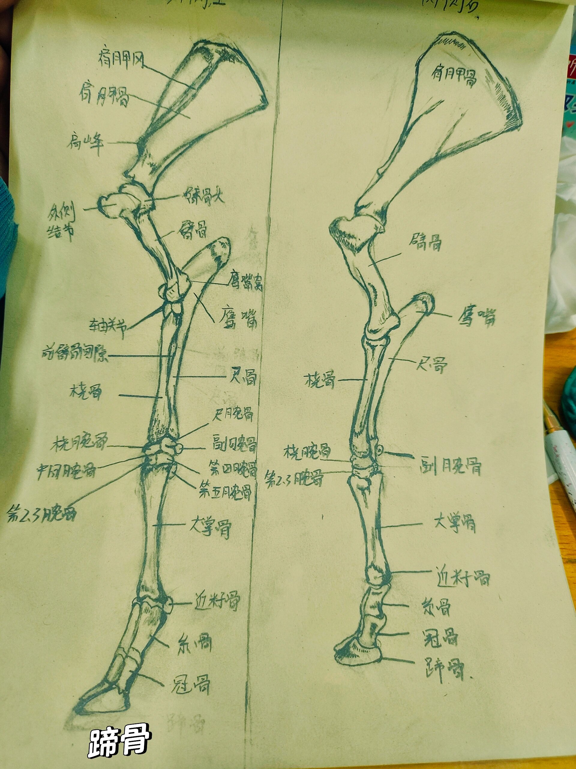 牛骨骼的结构图名称图片